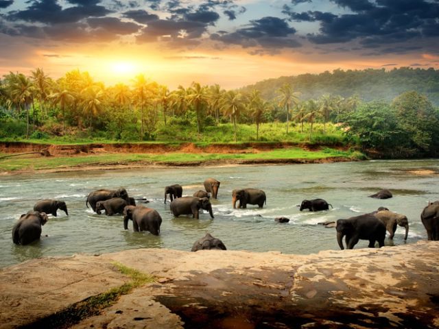 Ramazan Bayramı Özel Elegant Sri Lanka Turu Jazeera Hava Yolları İle 5 Gece (Ekstra Turlar Dahil) (CMB-CMB)