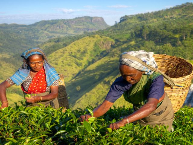 Ramazan Bayramı Özel Elegant Sri Lanka Turu Jazeera Hava Yolları İle 5 Gece (Ekstra Turlar Dahil) (CMB-CMB)