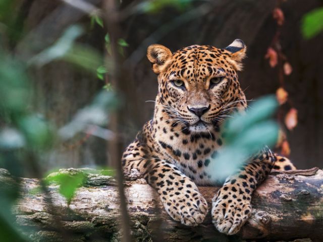 Ramazan Bayramı Özel Elegant Sri Lanka Turu Jazeera Hava Yolları İle 5 Gece (Ekstra Turlar Dahil) (CMB-CMB)