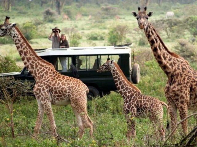 Elegant Kenya & Tanzanya Büyük Göç Turu Türk Hava Yolları İle 9 Gece (Ekstra Turlar Dahil) (NBO-ZNZ)