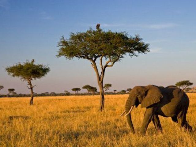 Elegant Kenya & Tanzanya Büyük Göç Turu Türk Hava Yolları İle 9 Gece (Ekstra Turlar Dahil) (NBO-ZNZ)