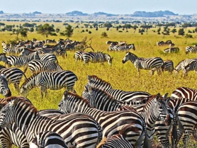 Elegant Kenya Büyük Göç Turu Türk Hava Yolları İle 6 Gece (Ekstra Turlar Dahil) (NBO-NBO)
