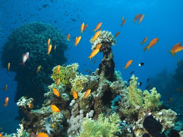 Antalya Çıkışlı Vizesiz Sharm El Sheikh Turu Pegasus Hava Yolları İle 3 Gece 5 Gün (Her Şey Dahil Konaklama) (Şehir Turu Dahil)