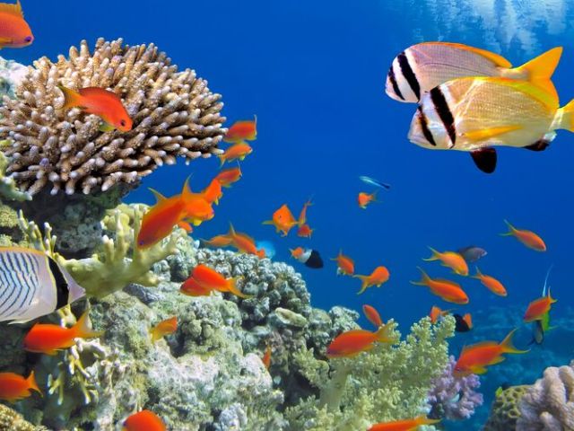 Antalya Çıkışlı Vizesiz Sharm El Sheikh Turu Pegasus Hava Yolları İle 4 Gece 6 Gün (Her Şey Dahil Konaklama) (Şehir Turu Dahil)